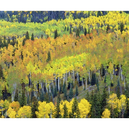 Colorado, Rocky Mts Fall colors of Aspen trees